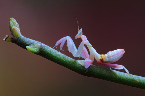 Walking Flower Poster Print - Jimmy Hoffman # VARPDX2109034