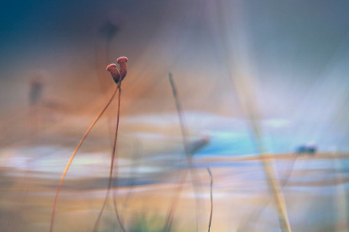 April Love Poster Print - Willy Marthinussen # VARPDX1124350