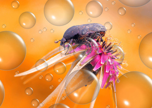 Heat Wave... Poster Print - Thierry Dufour # VARPDX2291602