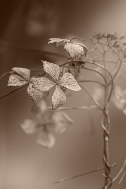 Withered Hydrangea_007 Poster Print - Takashi Suzuki # VARPDX2018669