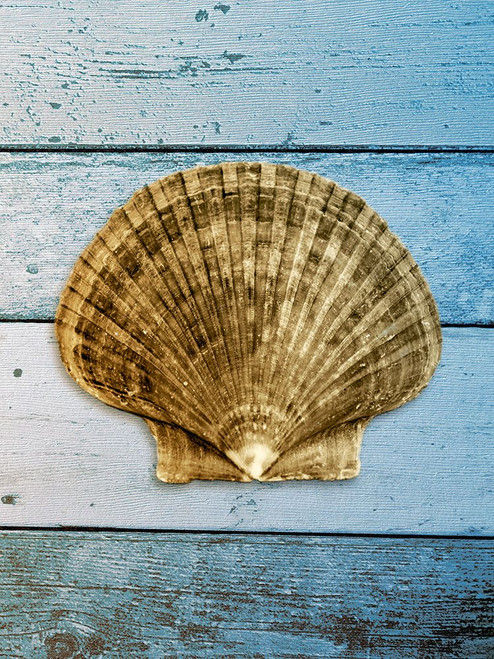 Shell on Blue Wood II Poster Print - Jairo Rodriguez # VARPDX11205MM