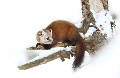 Pine Marten - Algonquin Park Poster Print - Jim Cumming # VARPDX1078580