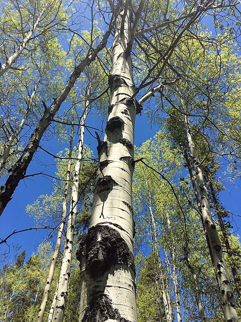 Aspens Reaching for the Sky Poster Print - Anna Coppel # VARPDX15544L