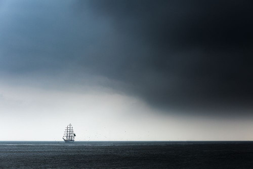 Cisne Branco Poster Print - Ton Drijfhamer # VARPDX1605357