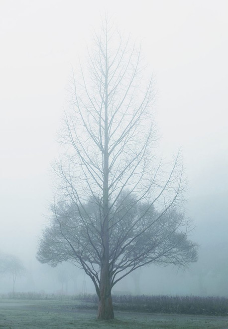 Two Trees Poster Print - Elizabeth Allen # VARPDX2136528