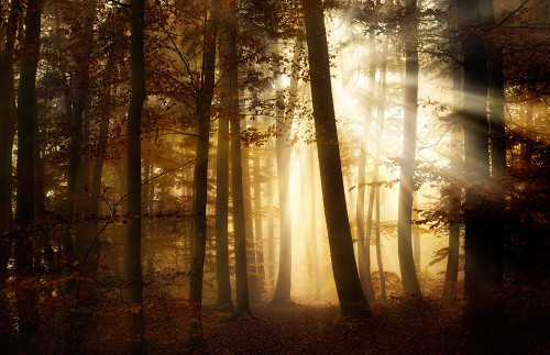 A New Day Poster Print - Norbert Maier # VARPDX1393108