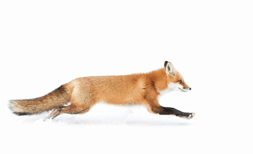 Red Fox On The Run - Algonquin Park Poster Print - Jim Cumming # VARPDX1074777