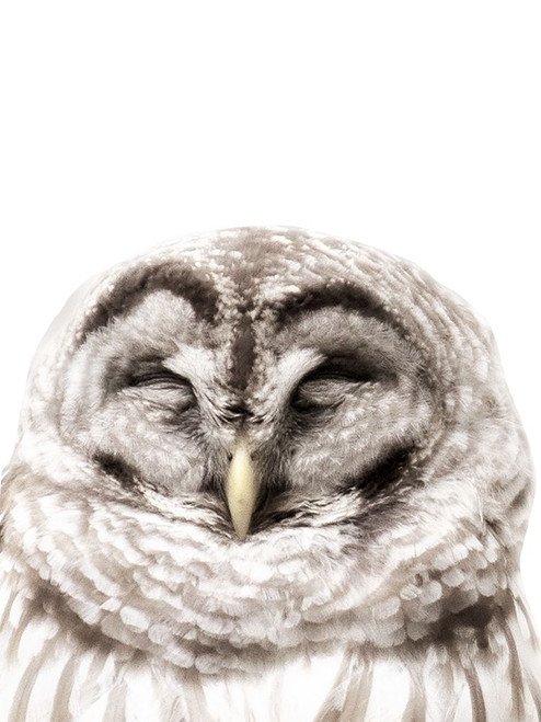 Warm Feathers Poster Print - Kathy Mansfield # VARPDX13467MD