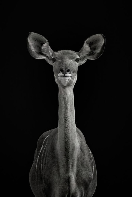 To Be Standing To Attention Poster Print - Mathilde Guillemot # VARPDX1600545