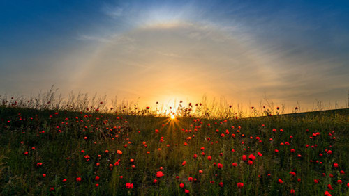 Red Poppies And Sunrise Poster Print - Hua Zhu # VARPDX1544016