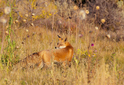 Fox Field II Poster Print - Kathy Mansfield # VARPDX13899H