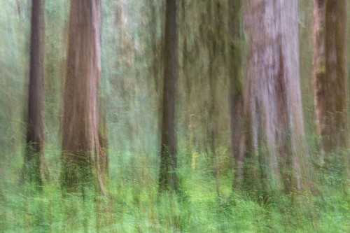 Woodland Abstract Poster Print - Danny Head # VARPDX184085