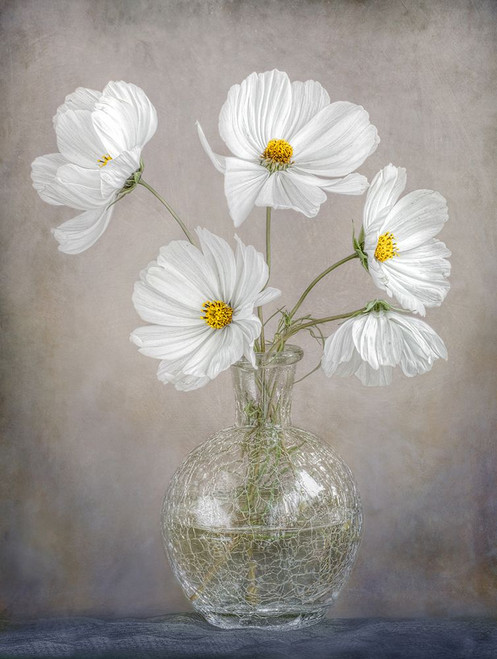 Simply Cosmos Poster Print - Mandy Disher # VARPDX1231293