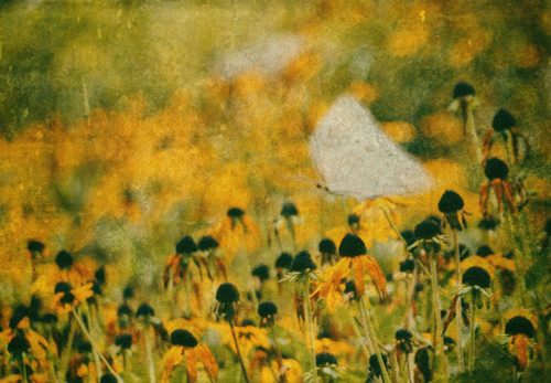End Of Summer Poster Print - Delphine Devos # VARPDX1737575