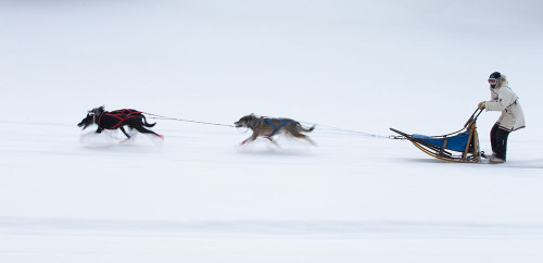 Sled Dogs Race - 1 Poster Print - Cheng Chang # VARPDX1647715