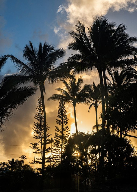 Palm Silouette II Poster Print - Danny Head # VARPDX209210