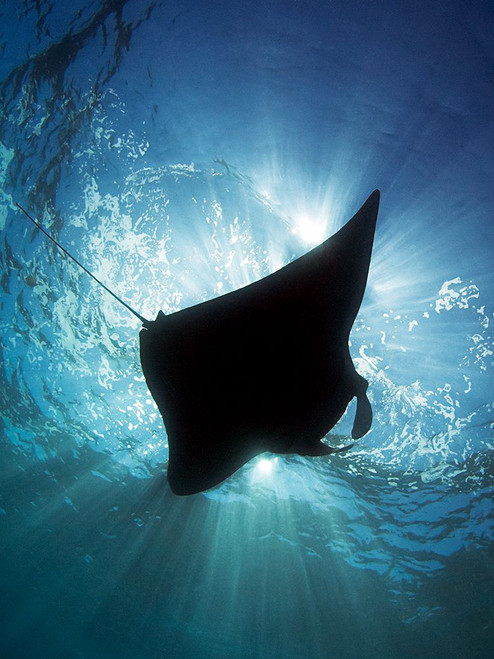 Manta Silhouette Poster Print - Henry Jager # VARPDX130398