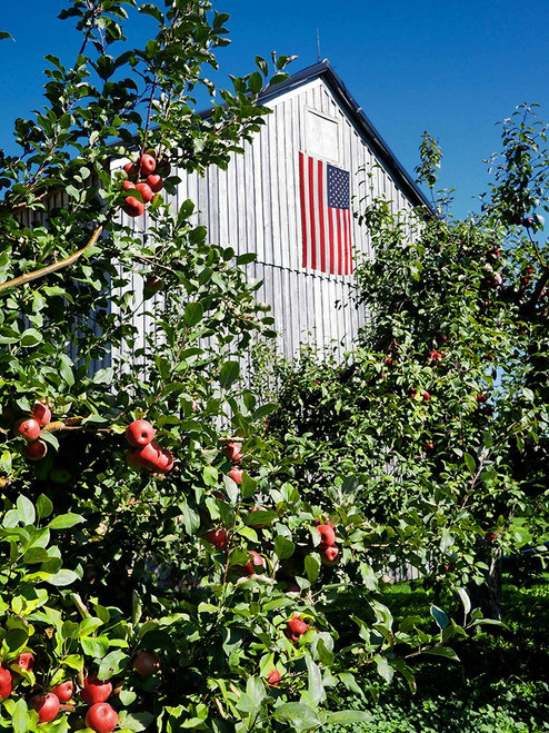 Patriotic Barn Poster Print - Gail Peck # VARPDX11105HA