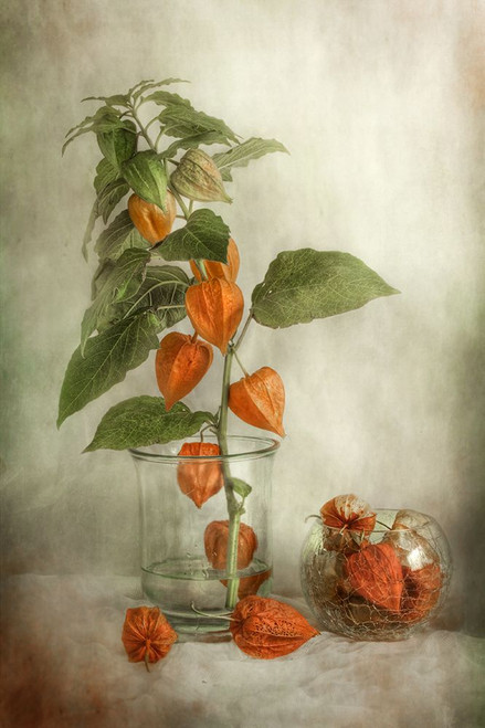 Lanterns Poster Print - Mandy Disher # VARPDX1294361
