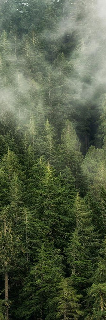 Smoky Forest Panel II Poster Print - Andy Amos # VARPDX13850BB