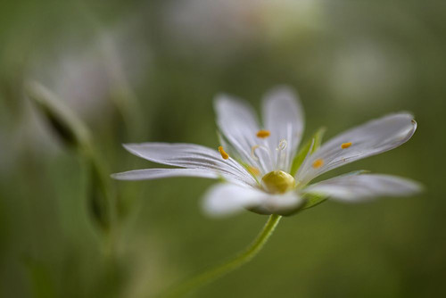 Stitchwort Poster Print - Mandy Disher # VARPDX151456