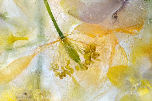 Papaver Ice Poster Print - Mandy Disher # VARPDX1210669
