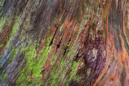 Washington, Olympic NP Rotten stump with moss by Don Paulson - Item # VARPDXUS48BJY0205