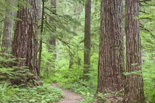 Washington, Olympic NF Trail through the forest by Don Paulson - Item # VARPDXUS48BJA0416