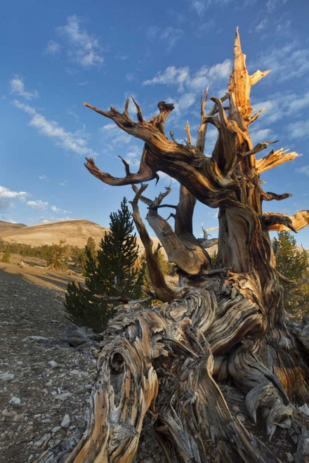 CA, Inyo NF  Ancient Bristlecone Pine Forest by Don Paulson - Item # VARPDXUS05BJA0692