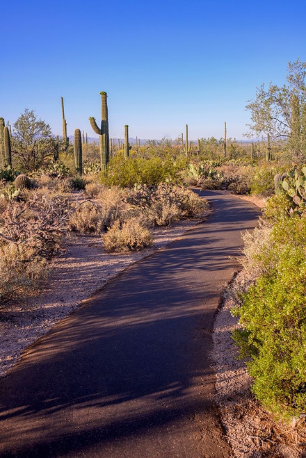 Arizona-Tucson-Saguaro National Park by Peter Hawkins - Item # VARPDXUS03PHA0383