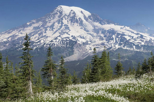 Washington Avalanche lilies and Mount Rainier by Don Paulson - Item # VARPDXUS48BJY0111