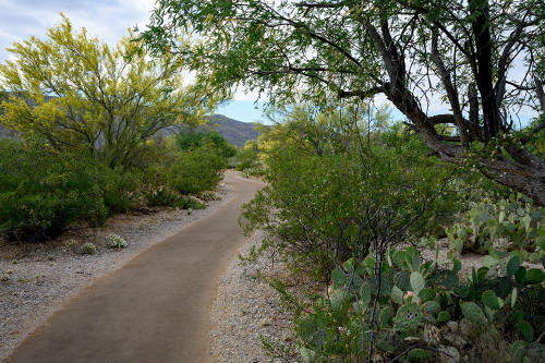 Arizona-Tucson-Saguaro National Park by Peter Hawkins - Item # VARPDXUS03PHA0397