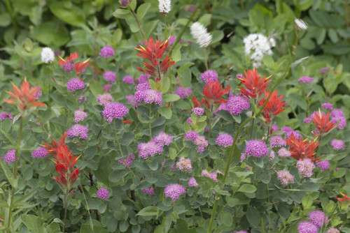 Washington, Mount Rainier NP Wildflowers by Don Paulson - Item # VARPDXUS48BJY0115