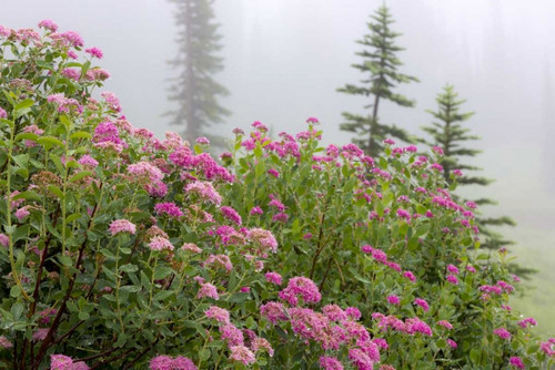 Washington, Mount Rainier NP Wildflowers by Don Paulson - Item # VARPDXUS48BJY0125