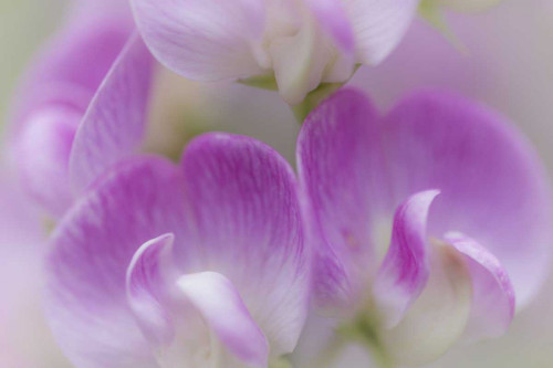 Washington, Seabeck Detail of sweet pea blossoms by Don Paulson - Item # VARPDXUS48BJY0108