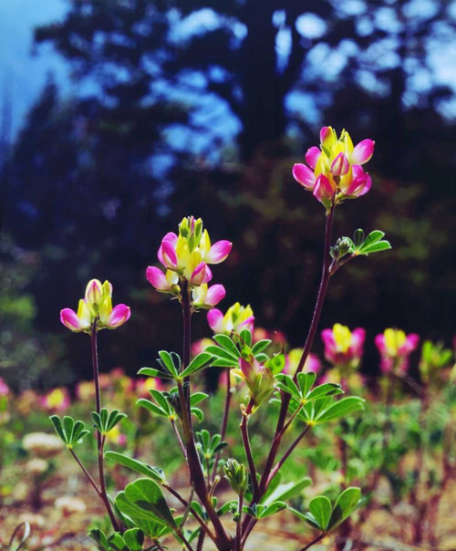 California, Sierra Nevada flowers in the Sierras by Christopher Talbot Frank - Item # VARPDXUS05BJA1263