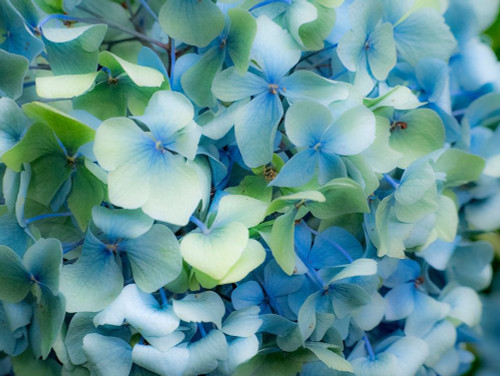 Oregon-Cannon Beach-Northwest Hydrangea blossom by Sylvia Gulin - Item # VARPDXUS38SGU0027