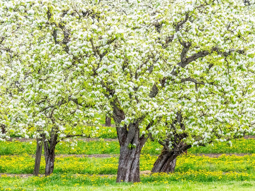 Oregon-Hood River-spring blooming apple tree orchard by Sylvia Gulin - Item # VARPDXUS38SGU0034
