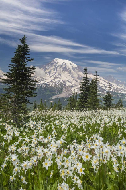 Washington Avalanche lilies and Mount Rainier by Don Paulson - Item # VARPDXUS48BJY0112