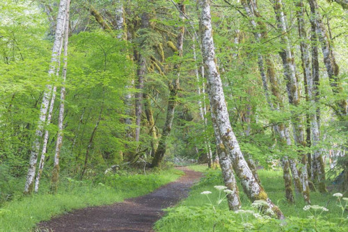 Washington, Olympic NP Trail through a forest by Don Paulson - Item # VARPDXUS48BJY0083