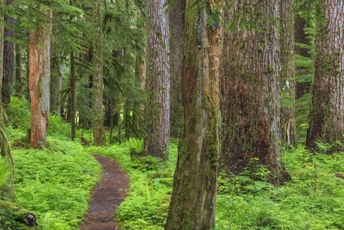 Washington, Olympic NP Old growth forest by Don Paulson - Item # VARPDXUS48BJY0074