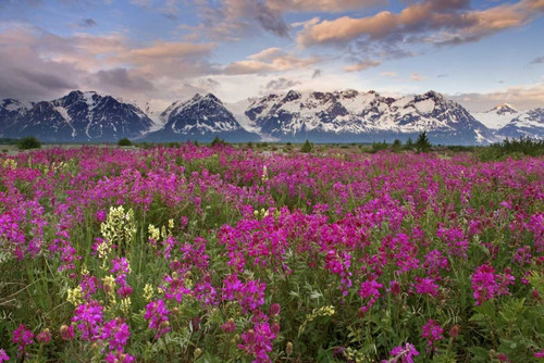 Alaska View of flowers and Fairweather Range by Don Paulson - Item # VARPDXUS02BJA0156