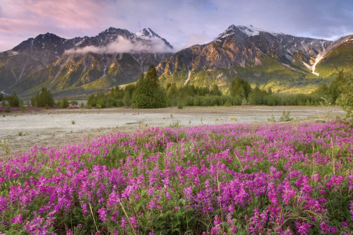 Alaska View of flowers and Fairweather Range by Don Paulson - Item # VARPDXUS02BJA0151