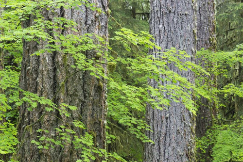 WA, Olympic NP Vine maple and Douglas fir trees by Don Paulson - Item # VARPDXUS48BJY0049