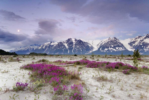 Alaska View of flowers and Fairweather Range by Don Paulson - Item # VARPDXUS02BJA0146