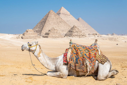 Pyramid Camel Poster Print - Richard Silver - Item # VARPDX86142
