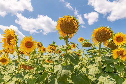 Turkish Sunflowers 1 Poster Print - Richard Silver - Item # VARPDX86149