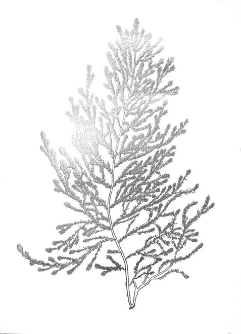 Silver Foil Algae IV Poster Print - Jennifer Goldberger - Item # VARPDXWP3022E005B