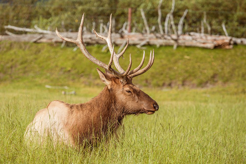 Alaskan Deer Poster Print - Richard Silver - Item # VARPDX86126