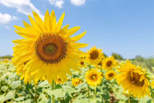 Sunflowers II Poster Print - Richard Silver - Item # VARPDX86144